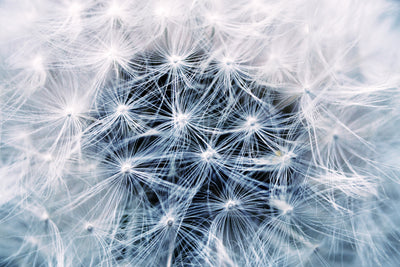 poster-print-ripe-dandelion-close-up