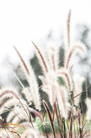 acrylic-print-grass-2