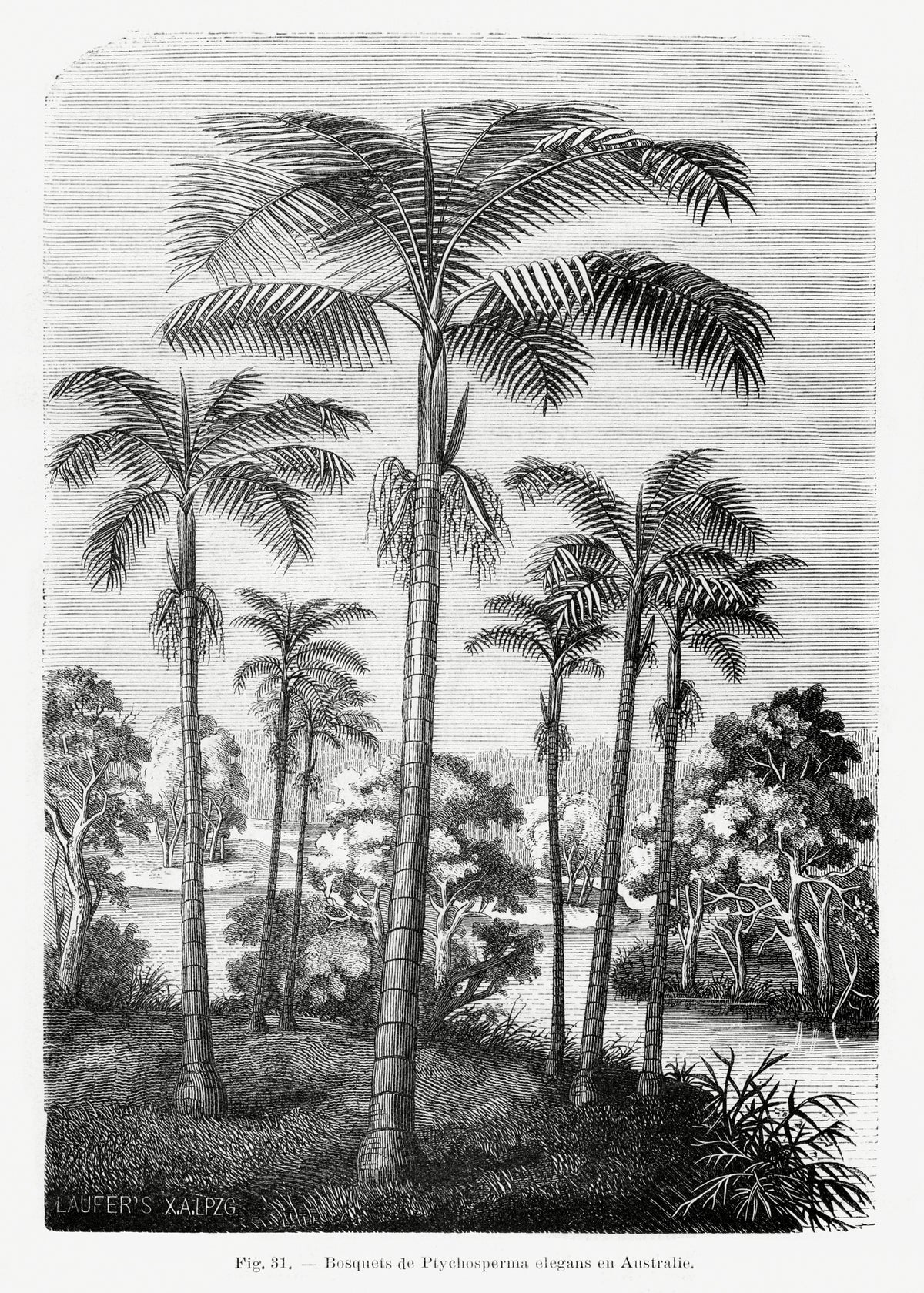 poster-print-vintage-palm-tree-drawing-ii