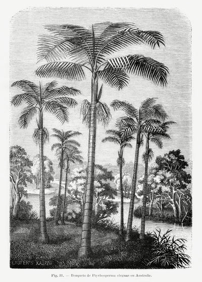 poster-print-vintage-palm-tree-drawing-ii