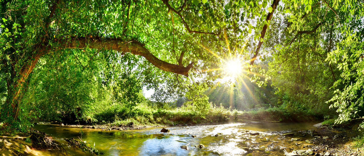 panoramic-poster-print-forest-panorama-with-stream