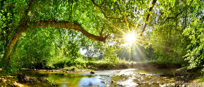 panoramic-poster-print-forest-panorama-with-stream