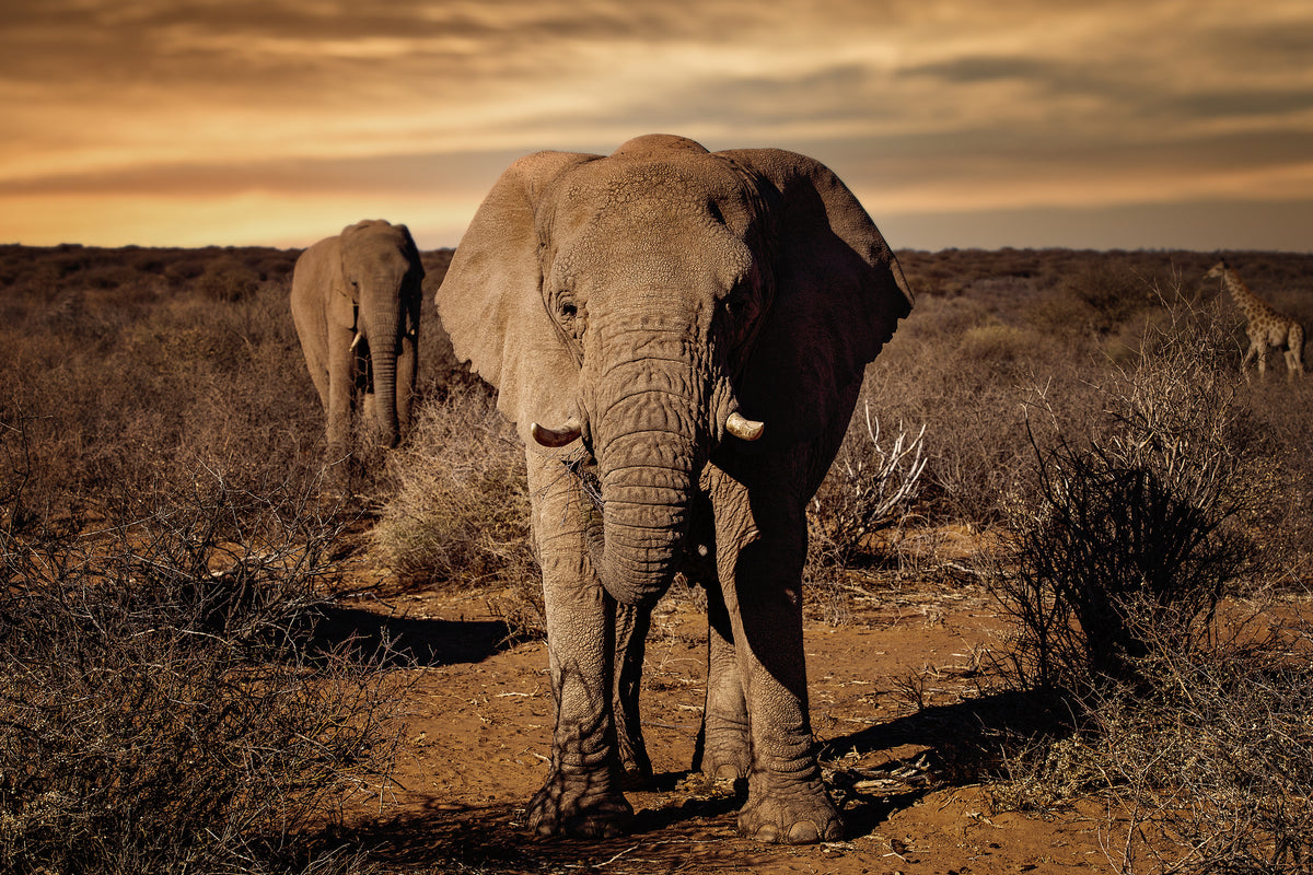 canvas-print-big-x