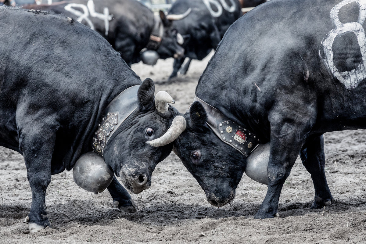 modern-3-piece-canvas-print-battle-of-the-herens-cows-in-valais