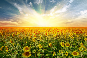modern-3-piece-canvas-print-a-field-full-of-sunflowers
