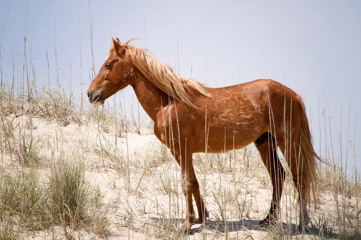 3-piece-acrylic-print-wild-spanish-mustang