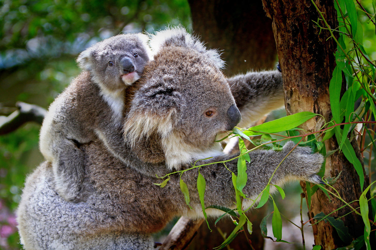 canvas-print-mom-and-baby-koala