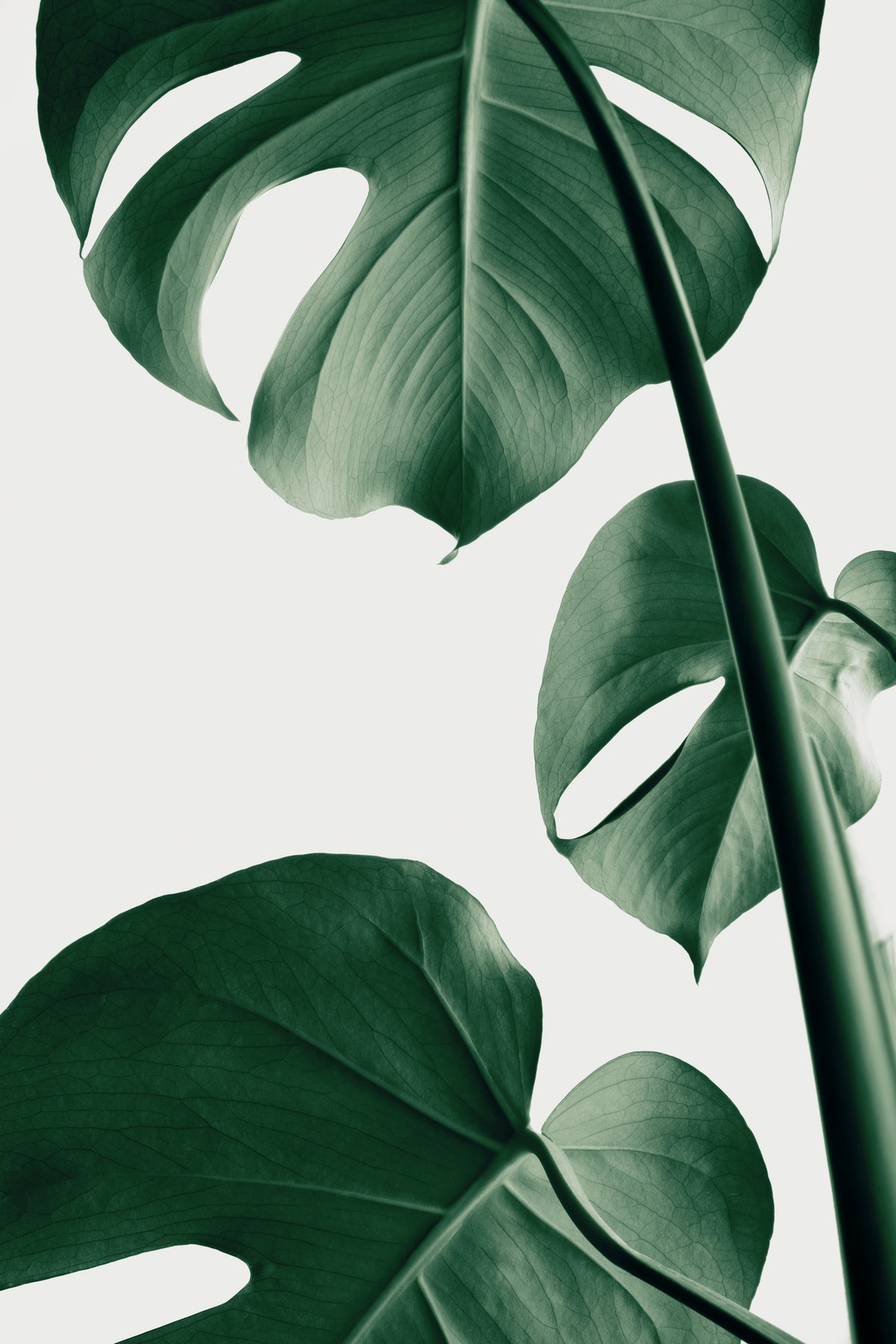framedcanvas-print-monstera-natural-37