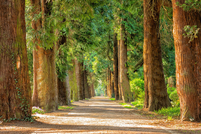 poster-print-the-green-avenue