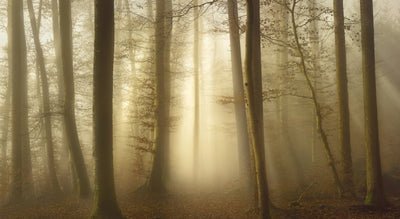 poster-print-into-the-trees-2