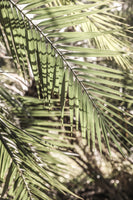 acrylic-print-shade-and-sun