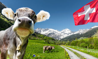 poster-print-kuh-in-der-schweiz