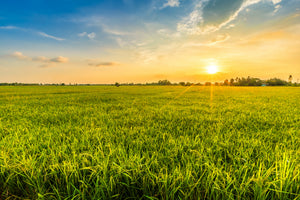modern-3-piece-canvas-print-green-cornfield-at-sunset