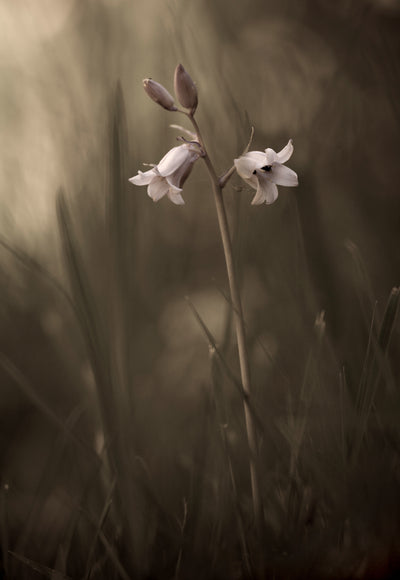 poster-print-a-small-flower-on-the-ground