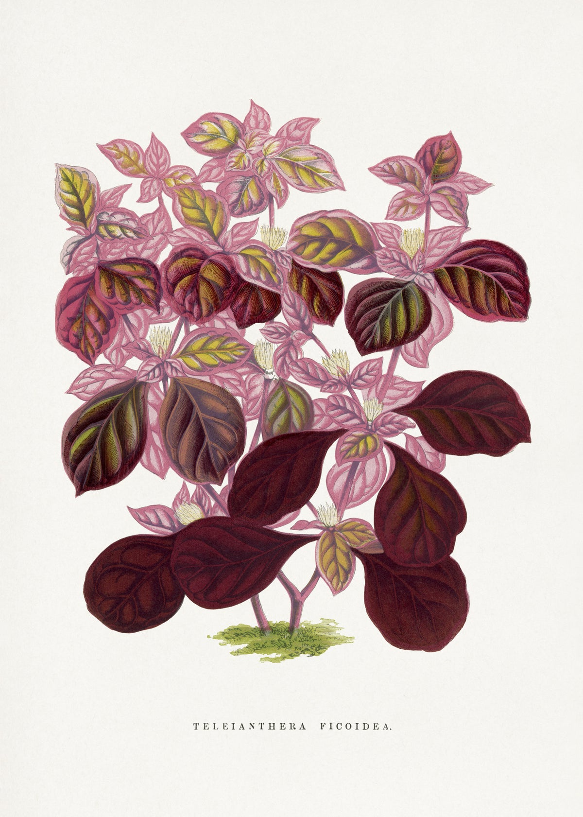acrylic-print-blossoms-in-chestnut-and-purple