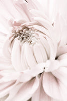 aluminium-print-chrysanthemum-no-05