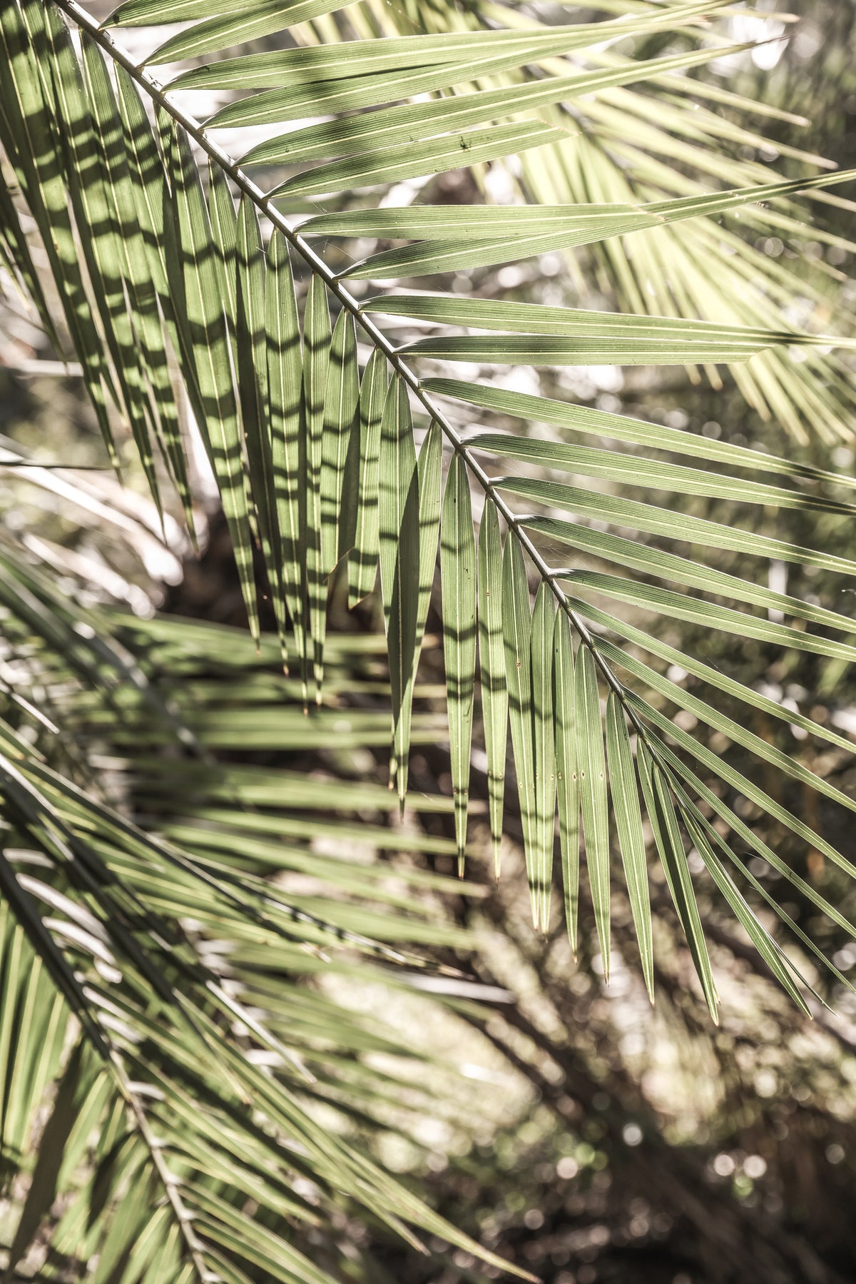 aluminium-print-shade-and-sun