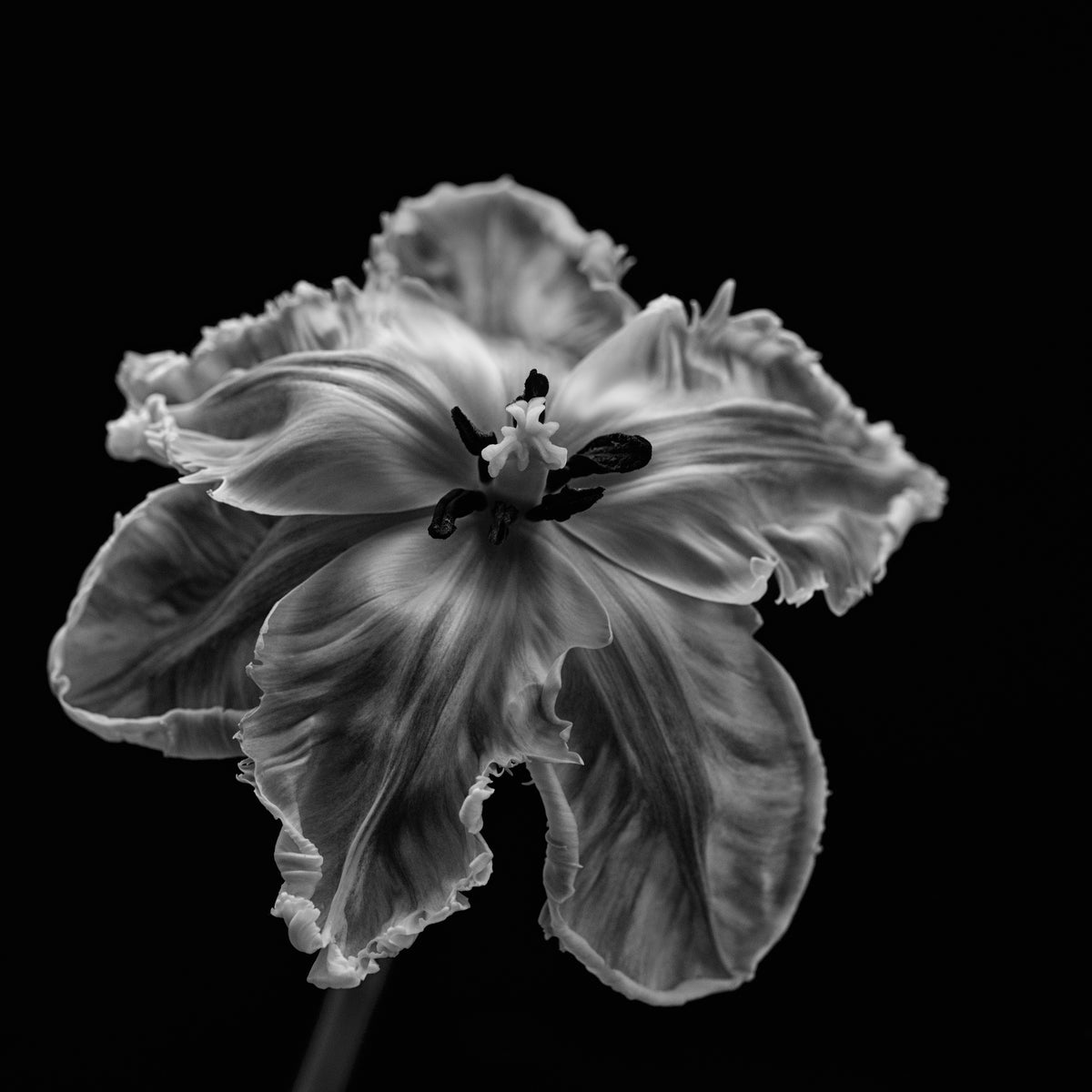 aluminium-print-parrot-tulip-2