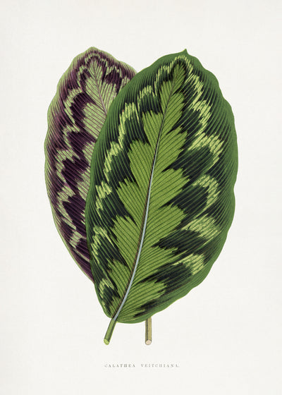 poster-print-calathea-veitchiana-leaf-illustration