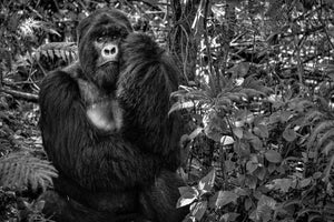 acrylic-print-kwitonda-silverback