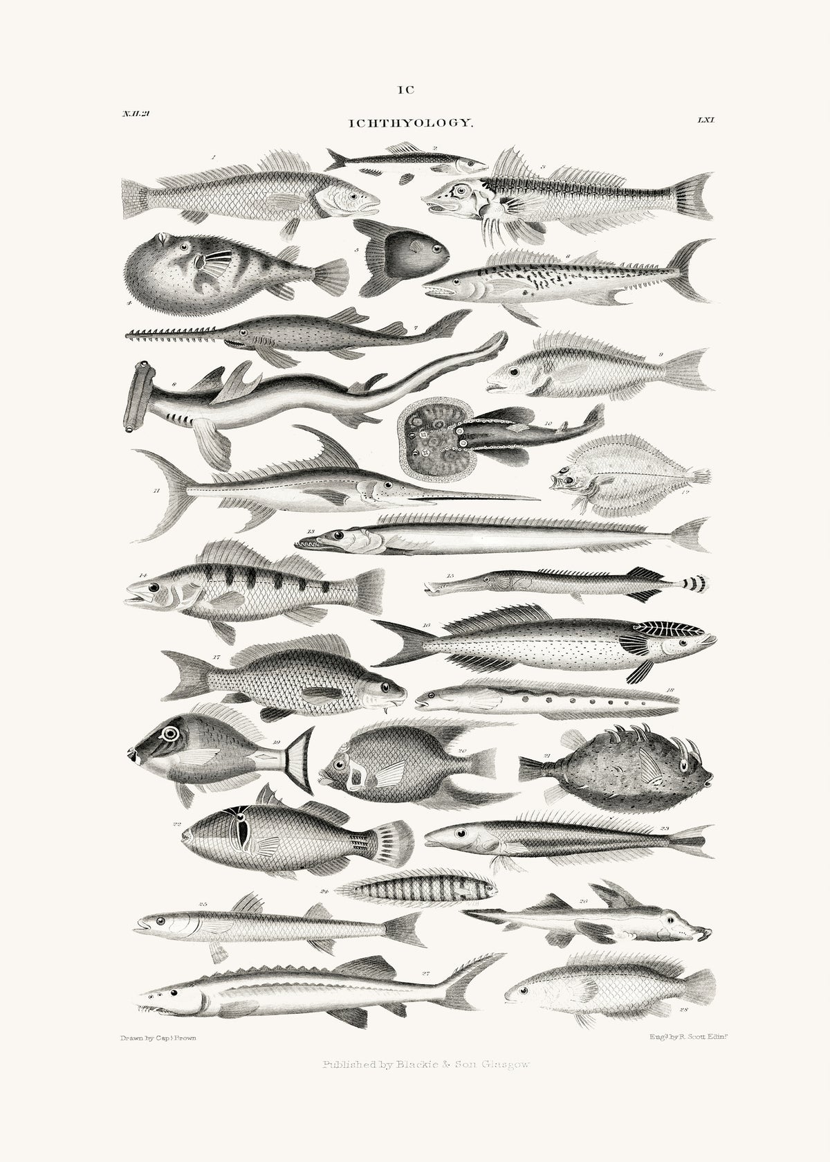canvas-print-sealife-i