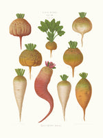 framedposter-print-mangel-wurzels-sugar-beets-from-album-benary-1876-1886-by-ernst-benary