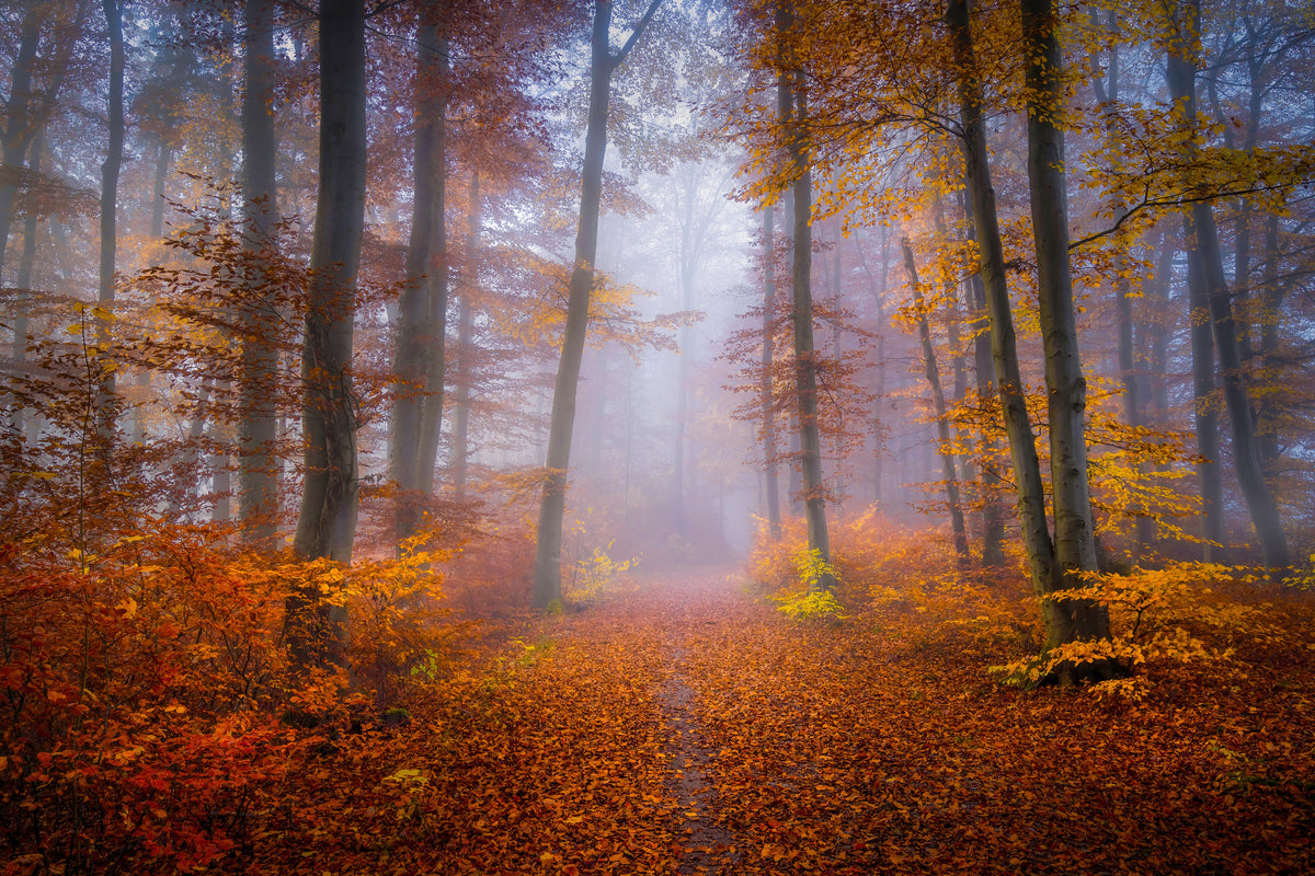 framedposter-print-october-trail-x