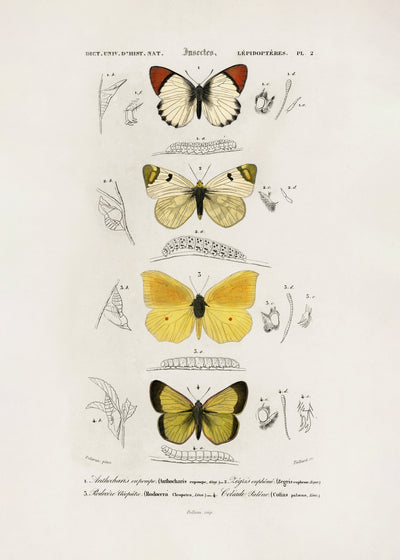 poster-print-different-types-of-butterflies