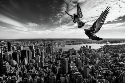 poster-print-pigeons-on-the-empire-state-building