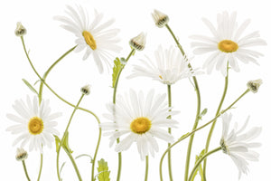 3-piece-canvas-print-ox-eye-daisies