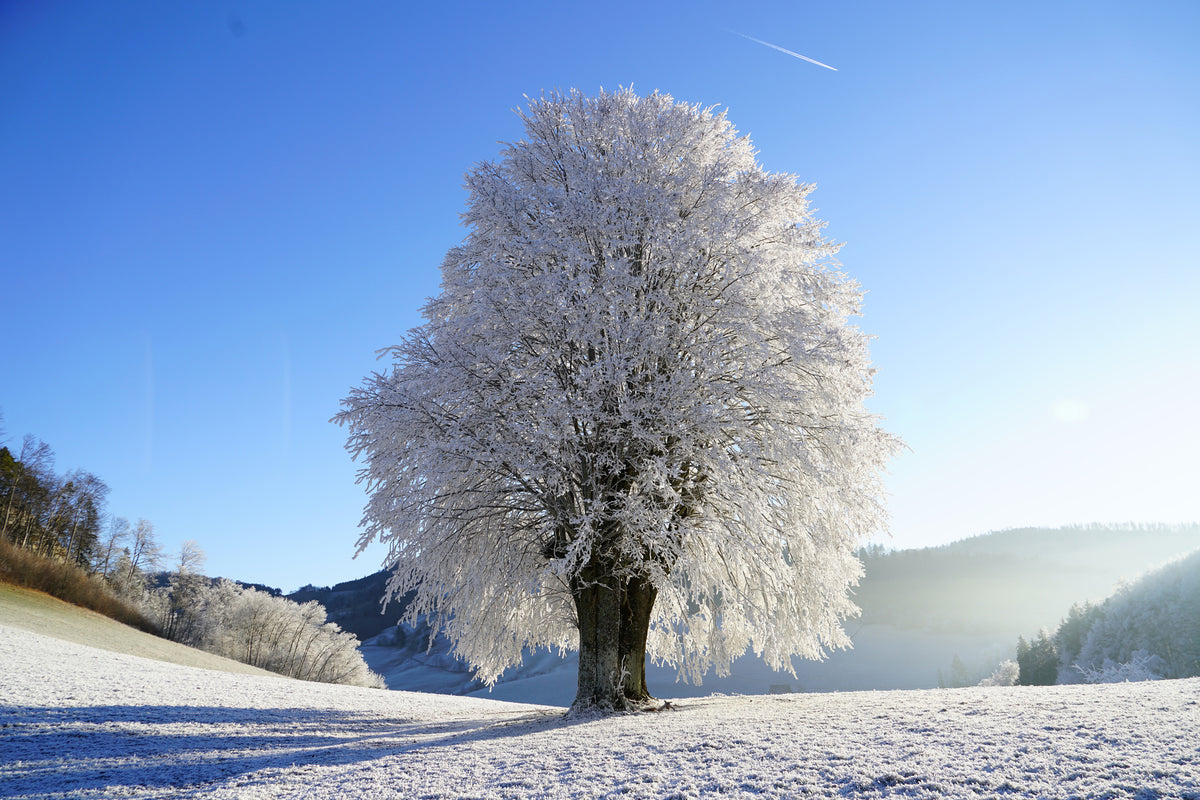 3-piece-canvas-print-winter-fairy-tale