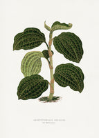 canvas-print-green-anoechtochilus-setaceus-leaf
