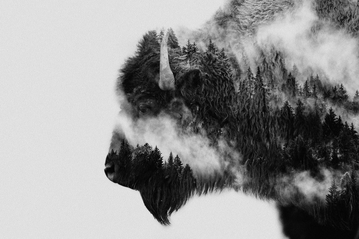 acrylic-print-bison-x