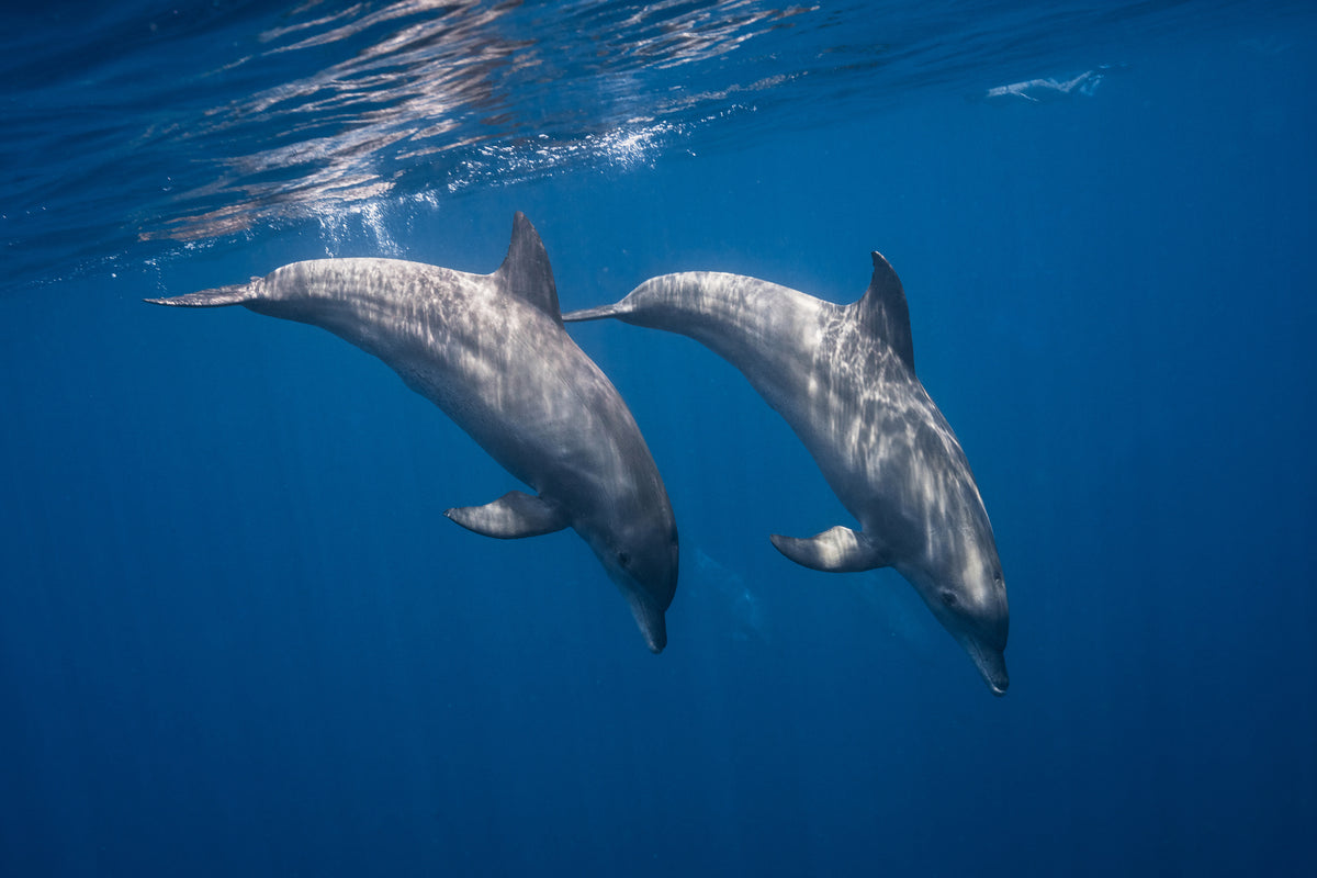 modern-3-piece-acrylic-print-two-bottlenose-dolphins
