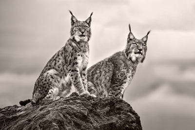 poster-print-two-lynx-on-rock
