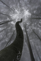 framedposter-print-looking-up-5