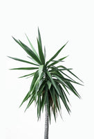 canvas-print-palm-trees-11
