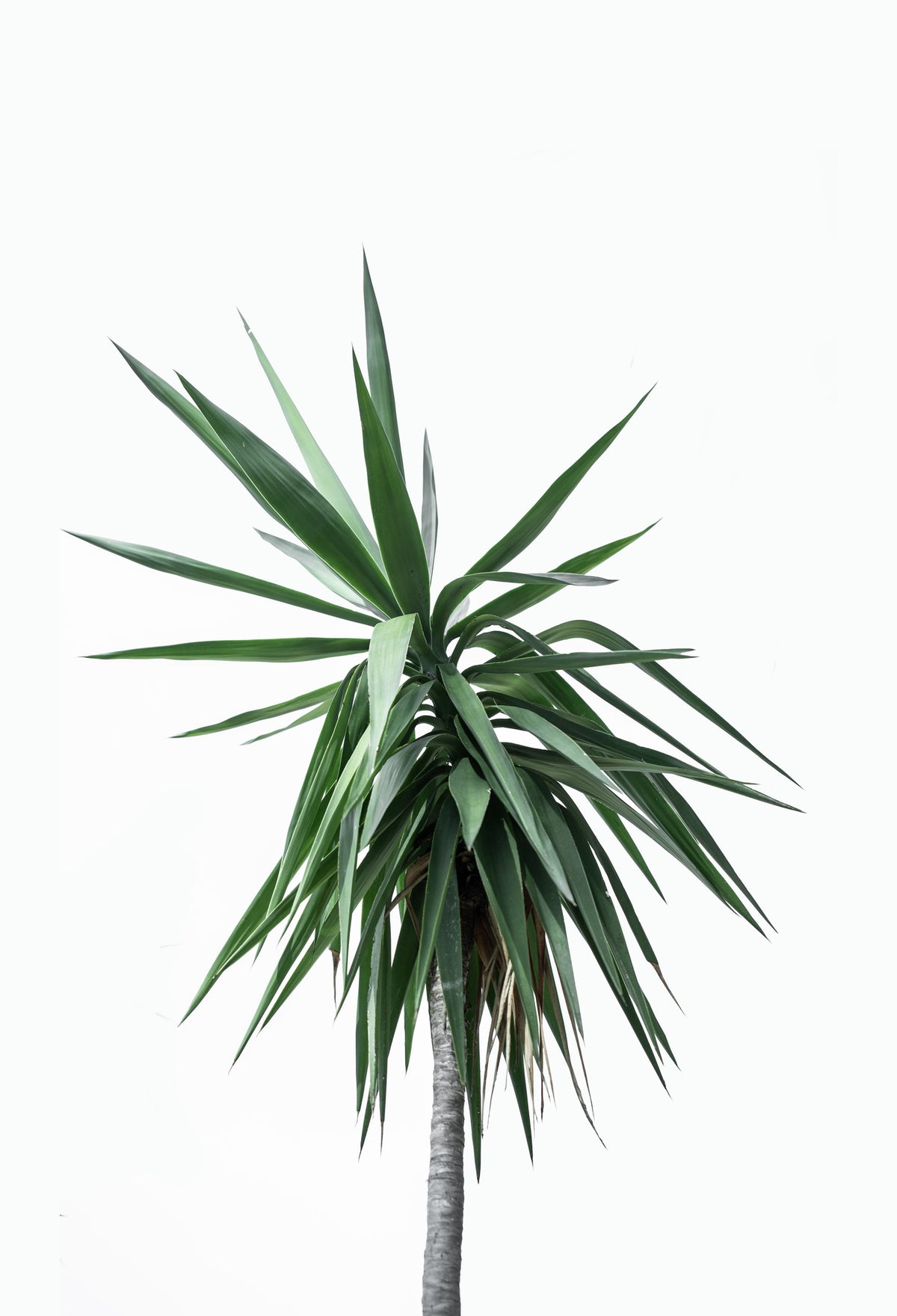 canvas-print-palm-trees-11