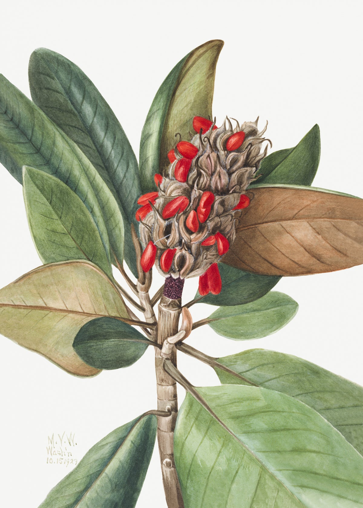 canvas-print-southern-magnolia-1923