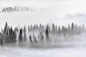 poster-print-foggy-forest