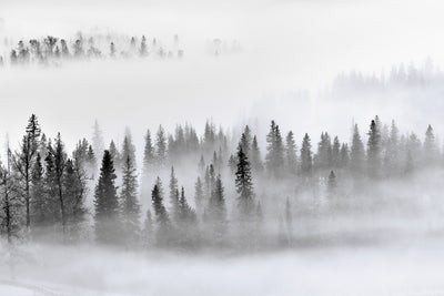 poster-print-foggy-forest