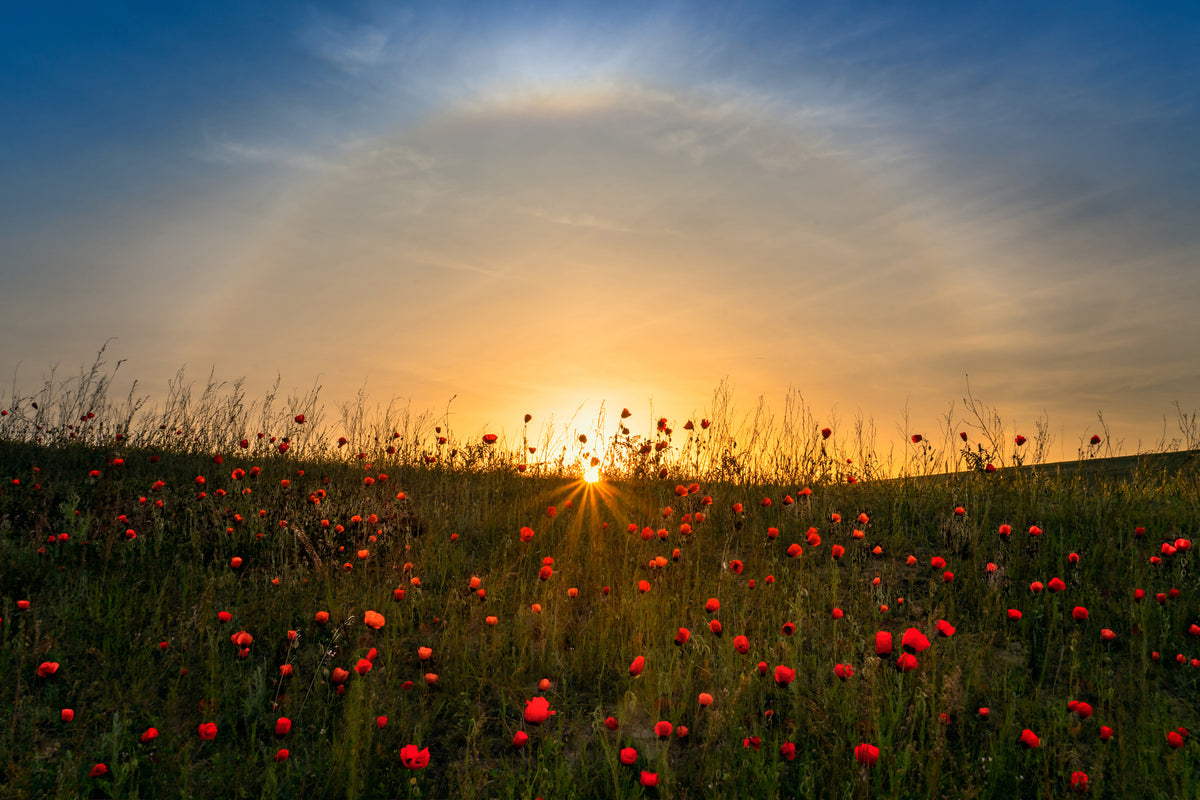 3-piece-canvas-print-red-poppies-and-sunrise