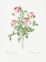 acrylic-print-burgundian-rose-les-roses-1817-1824