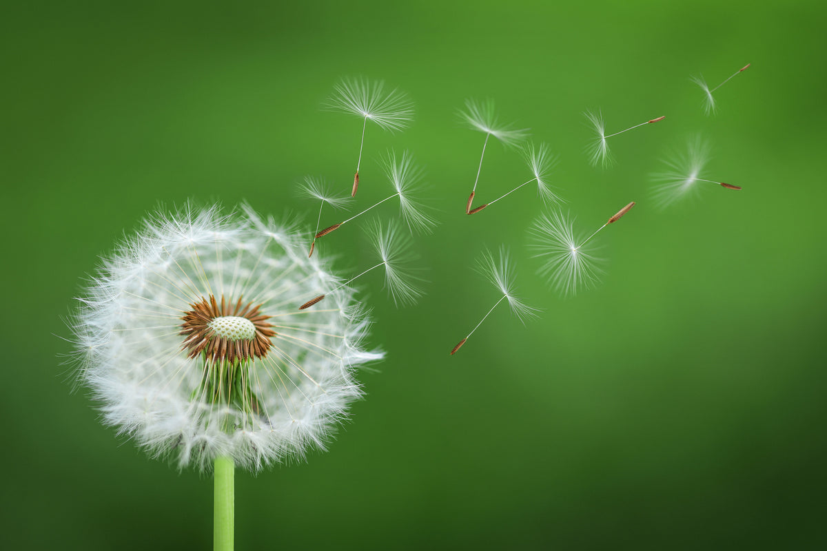framedcanvas-print-dandelion-blowing-x