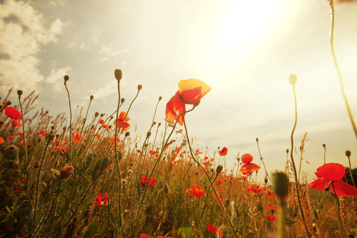 3-piece-canvas-print-the-poppy-field-at-sunrise