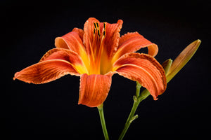 framedposter-print-a-lily-flower-in-orange