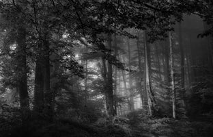 canvas-print-see-into-the-trees