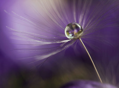poster-print-in-shades-of-purple