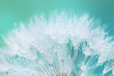 poster-print-close-up-dandelion-in-morning-dew