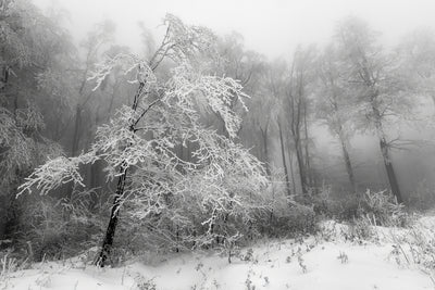 poster-print-the-winter